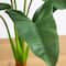 3.5ft. Arrowhead Philodendron in White Decorative Planter